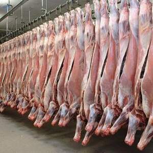 Fresh Or Frozen Beef