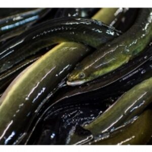  Export Quality Live Eel Fish 
