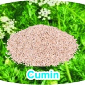 Cumin by  Vela Biotech Private Limted 