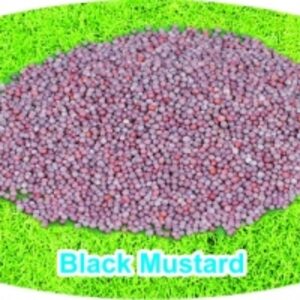 Black Mustard by Vela Biotech Private Limted