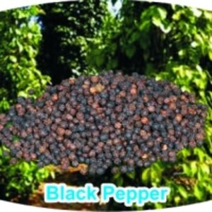 Black Pepper by  Vela Biotech Private Limted 