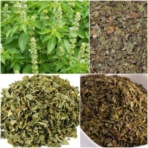 Basil by  Organic Herbs Of Egypt 