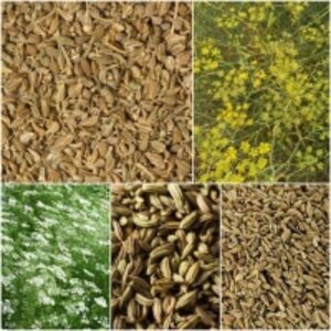 Anise Seeds by  Organic Herbs Of Egypt 
