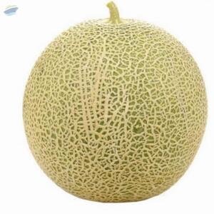 Melon by  Pt. Infiniti 