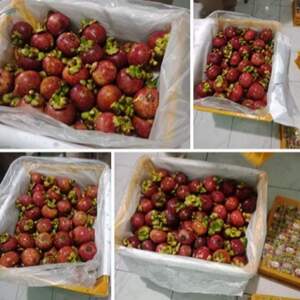 Mangosteen by  Pt. Infiniti 
