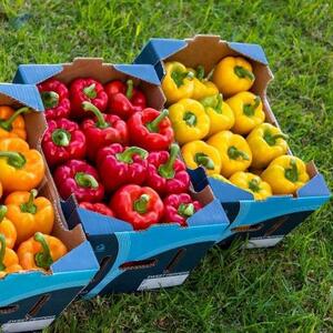 Peppers by  Ste Khalifa International 