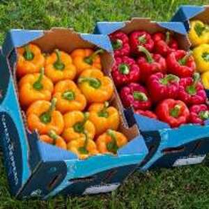 Peppers - Image 2