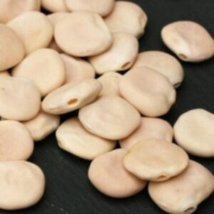Lupin Beans by  Foshan Mafrika Stock And Supplies 