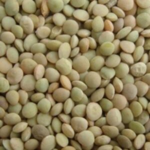 Green Lentils by  Foshan Mafrika Stock And Supplies 