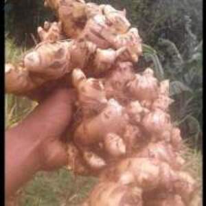 Giant Ginger - Image 2