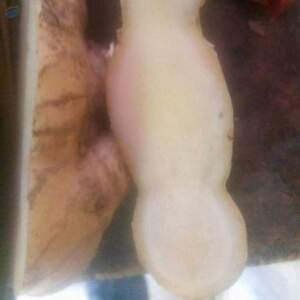 Giant Ginger by  Franky 