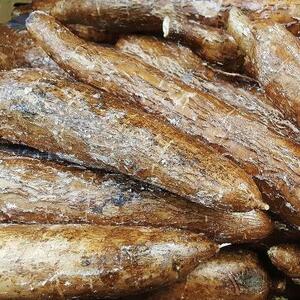  Fresh Cassava  by  Pulau Tani Sejahtera, PT 