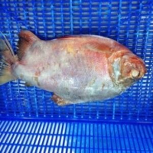  Frozen Red Pacu (Red Pomfret) 