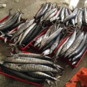  Frozen King Fish (Wahoo/spanish Mackerel) 