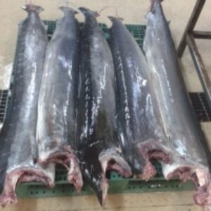  Frozen Sailfish Hgt 