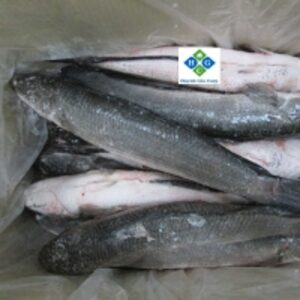 Frozen Snakehead (Shoal) Fish by Huynh Gia Corp.