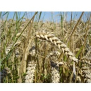 Wheat by  Marvel Bioscience 