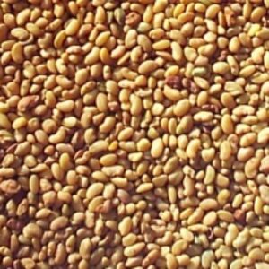 Alfalfa Seed by  Reddis N.P. International 