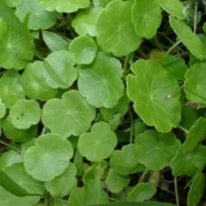 Gotu Kola (Hydrocotyle Asiatica)