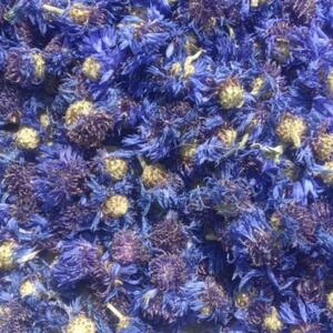 Corn Flower (Centaurea Cyanus)