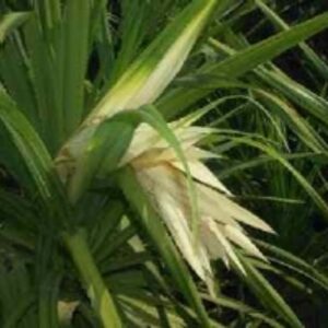 Pandanus Odoratissimus Flower