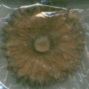 Cananga Odorate by  Reddis N.P. International 