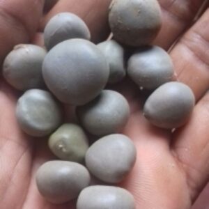 Fever Nut by  Reddis N.P. International 