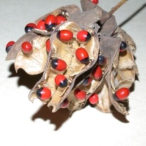 Pongamia Pinnata by  Reddis N.P. International 