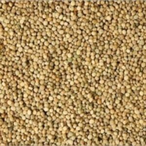 Guar Seed by  Reddis N.P. International 