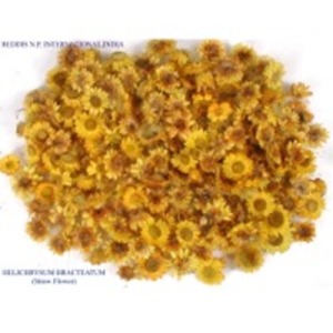Helichrysum Bracteatum