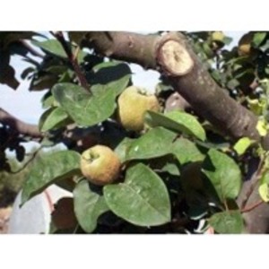 Cydonia Oblonga by  Reddis N.P. International 