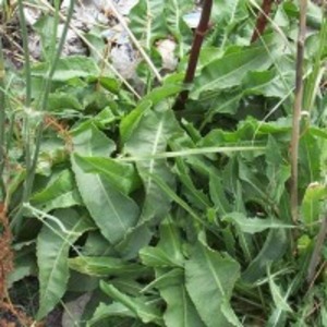 Rumex Crispus by  Reddis N.P. International 