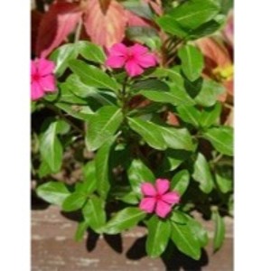 Catharanthus Roseus by  Reddis N.P. International 