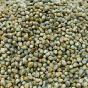 Millet (Bajra) by  Reddis N.P. International 