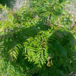  Murraya Koenihii Leaves 