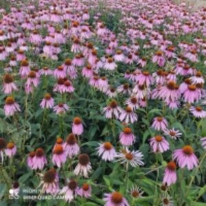 Echinacea Dry Plant by  Reddis N.P. International 