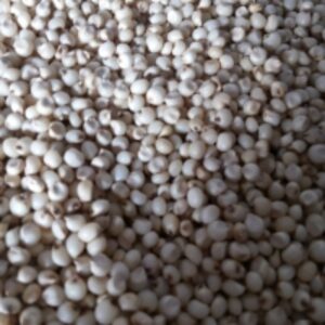 White Sorghum by  Reddis N.P. International 