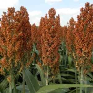 Red Sorghum by  Reddis N.P. International 