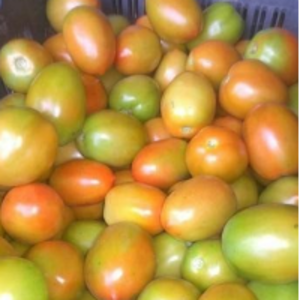 Tomato by  Global Exim Company 