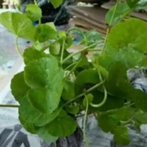 Centella Asiatica by  PT. Henson Jaya Bersama 