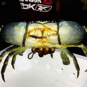 Sri Lankan Live Mud Crab