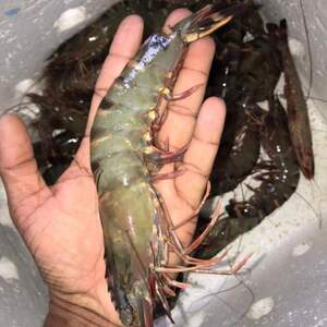 Lagoon, Sea, Wild Catch Tiger Prawns