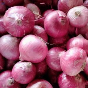 Fresh Onion by  VRVP Exports 