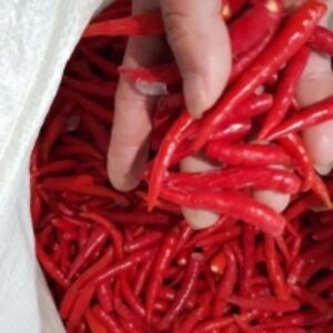 Red Chilli by  Cic Export And Import And Distributors 