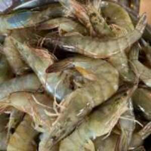 Vanamei Shrimp - Image 2
