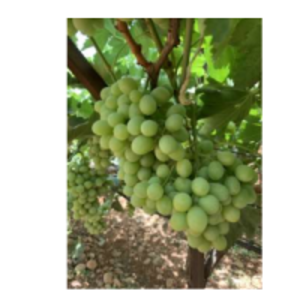 Superior Seedless by  Generous Mountain Project 