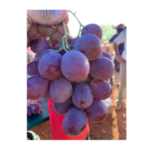 Table Grapes by  Generous Mountain Project 