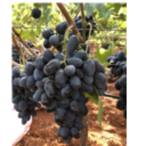 Black Pearl by  Generous Mountain Project 