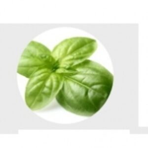 Basil by  Excellence Global Trade 