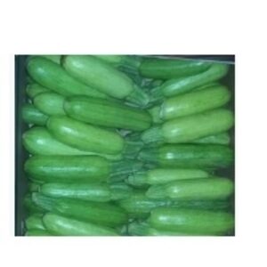 Fresh Cucumber by  Excellence Global Trade 
